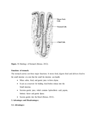 Figure. 5: Histology of Stomach (Borase, 2012).
Functions of stomach:
The stomach carries out three major functions. It stores food, digests food and delivers food to
the small intestine at a rate that the small the intestine can handle
 Mixes saliva, food, and gastric juice to form chyme.
 It acts as a reservoir for holding food before release into the
Small intestine.
 Secretes gastric juice, which contains hydrochloric acid, pepsin,
Intrinsic factor and gastric lipase.
 Secrete gastrin into the blood (Borase, 2012) .
3. Advantages and Disadvantages:
3.1. Advantages:
 