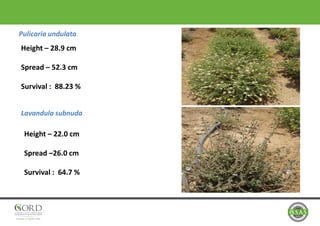 Pulicaria undulata
Lavandula subnuda
Height – 28.9 cm
Spread – 52.3 cm
Survival : 88.23 %
Height – 22.0 cm
Spread –26.0 cm
Survival : 64.7 %
 