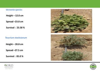 Vernonia species
Teucrium stocksianum
Height – 12.0 cm
Spread –23.0 cm
Survival : 23.58 %
Height – 20.0 cm
Spread –27.5 cm
Survival : 85.0 %
 