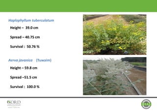 Haplophyllum tuberculatum
Aerva javanica (Tuwaim)
Height – 39.0 cm
Spread – 40.75 cm
Survival : 50.76 %
Height – 59.8 cm
Spread –51.5 cm
Survival : 100.0 %
 