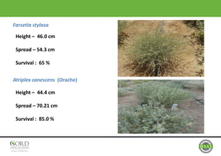 Farsetia stylosa
Atriplex canescens (Orache)
Height – 46.0 cm
Spread – 54.3 cm
Survival : 65 %
Height – 44.4 cm
Spread – 70.21 cm
Survival : 85.0 %
 