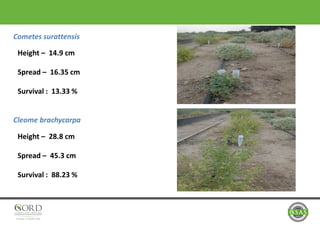 Cometes surattensis
Cleome brachycarpa
Height – 14.9 cm
Spread – 16.35 cm
Survival : 13.33 %
Height – 28.8 cm
Spread – 45.3 cm
Survival : 88.23 %
 