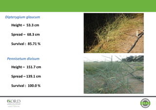 Dipterygium glaucum
Pennisetum divisum
Height – 53.3 cm
Spread – 68.3 cm
Survival : 85.71 %
Height – 151.7 cm
Spread – 139.1 cm
Survival : 100.0 %
 