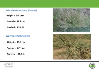 Aristida adscensionis (Samaa)
Cyperus conglomeratus
Height – 56.2 cm
Spread – 57.5 cm
Survival : 85.0 %
Height – 49.6 cm
Spread – 62.1 cm
Survival : 85.0 %
 