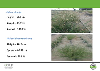 Chloris virgata
Dichanthium annulatum
Height – 69.9 cm
Spread – 73.7 cm
Survival : 100.0 %
Height – 70. 8 cm
Spread – 80.75 cm
Survival : 50.0 %
 
