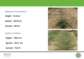 Halopyrum mucronatum
Lasiurus scindicus
Height – 61.0 cm
Spread – 66.25 cm
Survival : 50.0 %
Height – 106.7 cm
Spread – 101.5 cm
Survival : 75.0 %
 