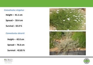 Convolvulus virgatus
Convolvulus deserti
Height – 41.1 cm
Spread – 59.4 cm
Survival : 65.0 %
Height – 42.0 cm
Spread – 76.6 cm
Survival : 42.85 %
 