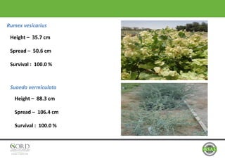 Rumex vesicarius
Height – 35.7 cm
Spread – 50.6 cm
Survival : 100.0 %
Suaeda vermiculata
Height – 88.3 cm
Spread – 106.4 cm
Survival : 100.0 %
 