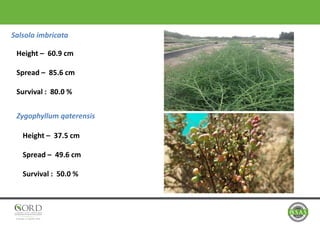 Salsola imbricata
Height – 60.9 cm
Spread – 85.6 cm
Survival : 80.0 %
Zygophyllum qaterensis
Height – 37.5 cm
Spread – 49.6 cm
Survival : 50.0 %
 