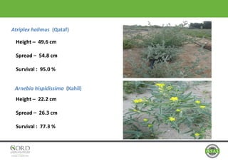 Atriplex halimus (Qataf)
Height – 49.6 cm
Spread – 54.8 cm
Survival : 95.0 %
Arnebia hispidissima (Kahil)
Height – 22.2 cm
Spread – 26.3 cm
Survival : 77.3 %
 