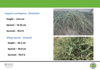 Capparis cartilaginea (Shafallah)
Height – 14.6 cm
Spread – 14.35 cm
Survival : 70.0 %
Alhagi species (Aaqool)
Height – 50.1 cm
Spread – 69.9 cm
Survival : 70.0 %
 