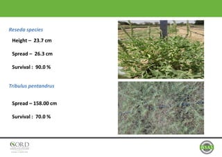 Reseda species
Height – 23.7 cm
Spread – 26.3 cm
Survival : 90.0 %
Tribulus pentandrus
Spread – 158.00 cm
Survival : 70.0 %
 