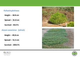 Pulicaria glutinosa
Height – 18.8 cm
Spread – 31.0 cm
Survival : 50.0 %
Aizoon canariense (Jafnah)
Height – 49.8 cm
Spread – 51.5 cm
Survival : 100.0 %
 