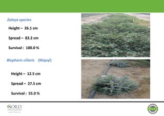 Zaleya species
Height – 26.1 cm
Spread – 83.2 cm
Survival : 100.0 %
Blepharis ciliaris (Niqeyl)
Height – 12.5 cm
Spread – 27.5 cm
Survival : 55.0 %
 