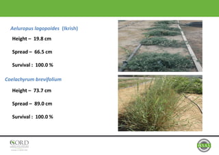 Aeluropus lagopoides (Ikrish)
Coelachyrum brevifolium
Height – 19.8 cm
Spread – 66.5 cm
Survival : 100.0 %
Height – 73.7 cm
Spread – 89.0 cm
Survival : 100.0 %
 