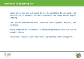 Native plants that are well suited to the site conditions do not require soil
modifications or fertilizers and once established can thrive without regular
watering
That reduces maintenance costs associated with irrigation, fertilizers, and
pesticides.
Native plants are the foundation of the biodiversity that maintains our own life
support systems.
They nurture important pollinators like bees, butterflies, and hummingbirds.
Benefits of using native plants
 