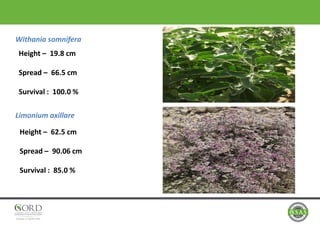 Withania somnifera
Limonium axillare
Height – 62.5 cm
Spread – 90.06 cm
Survival : 85.0 %
Height – 19.8 cm
Spread – 66.5 cm
Survival : 100.0 %
 