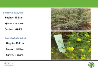 Salicornia europaea
Senecio desfontainei
Height – 21.6 cm
Spread – 26.0 cm
Survival : 60.0 %
Height – 19.7 cm
Spread – 16.5 cm
Survival : 40.0 %
 