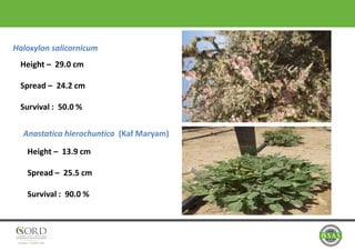 Haloxylon salicornicum
Anastatica hierochuntica (Kaf Maryam)
Height – 13.9 cm
Spread – 25.5 cm
Survival : 90.0 %
Height – 29.0 cm
Spread – 24.2 cm
Survival : 50.0 %
 