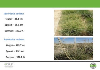 Sporobolus spicatus
Sporobolus arabicus
Height – 119.7 cm
Spread – 85.1 cm
Survival : 100.0 %
Height – 42.3 cm
Spread – 75.1 cm
Survival : 100.0 %
 