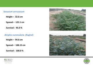 Sesuvium verrucosum
Atriplex nummularia (Raghal)
Height – 32.6 cm
Spread – 125.1 cm
Survival : 95.0 %
Height – 94.6 cm
Spread – 108.15 cm
Survival : 100.0 %
 