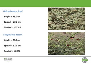 Helianthemum lippii
Scrophularia deserti
Height – 15.0 cm
Spread – 28.2 cm
Survival : 100.0 %
Height – 59.0 cm
Spread – 52.0 cm
Survival : 55.0 %
 