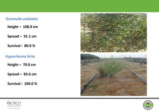 Tecomella undulata
Hyparrhenia hirta
Height – 108.9 cm
Spread – 91.1 cm
Survival : 80.0 %
Height – 70.0 cm
Spread – 83.6 cm
Survival : 100.0 %
 