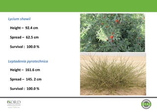 Lycium shawii
Leptadenia pyrotechnica
Height – 92.4 cm
Spread – 62.5 cm
Survival : 100.0 %
Height – 161.6 cm
Spread – 145. 2 cm
Survival : 100.0 %
 