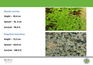 Physalis minima
Pergularia tomentosa
Height – 46.6 cm
Spread – 76. 2 cm
Survival : 96.0 %
Height – 73.3 cm
Spread – 66.8 cm
Survival : 100.0 %
 