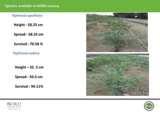 Tephrosia apollinea
Tephrosia nubica
Height - 50.25 cm
Spread - 68.25 cm
Survival : 70.58 %
Height – 35. 5 cm
Spread - 50.5 cm
Survival : 94.11%
Species available in GORD nursery
 