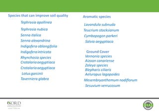 Species that can improve soil quality
Tephrosia apollinea
Tephrosia nubica
Senna italica
Senna alexandrina
Indigofera oblongifolia
Indigoferaintricata
Rhynchosia species
Crotalariaaegyptiaca
Crotalariaaegyptiaca
Lotusgarcinii
Aromatic species
Taverniera glabra
Lavandula subnuda
Teucrium stocksianum
Cymbopogon parkeri
Salvia aegyptiaca
Ground Cover
Vernonia species
Aizoon canariense
Zaleya species
Blepharis ciliaris
Aeluropus lagopoides
Mesembryanthemum nodiflorum
Sesuvium verrucosum
 