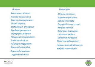Grasses
Pennisetum divisum
Aristida adscensionis
Cyperus conglomeratus
Chloris virgata
Dichanthium annulatum
Cymbopogon parkeri
Stipagrostis plumosa
Halopyrum mucronatum
Lasiurus scindicus
Aeluropus lagopoides
Sporobolus spicatus
Sporobolus arabicus
Hyparrhenia hirta
Halophytes
Atriplex canescens
Suaeda vermiculata
Salsola imbricata
Zygophyllum qaterensis
Atriplex halimus
Aeluropus lagopoides
Limonium axillare
Salicornia europaea
Haloxylon salicornicum
Halocnemum strobilaceum
Atriplex nummularia
 