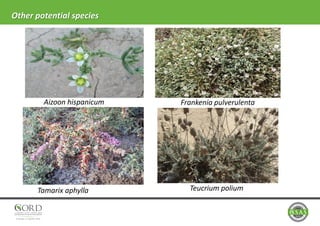Other potential species
Aizoon hispanicum Frankenia pulverulenta
Tamarix aphylla Teucrium polium
 