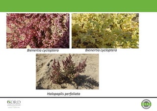 Bienertia cycloptera Bienertia cycloptera
Halopaplis perfoliata
 