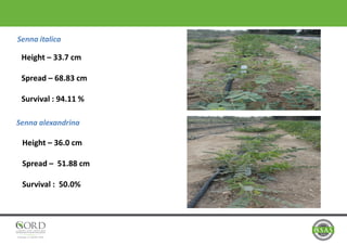Senna italica
Senna alexandrina
Height – 33.7 cm
Spread – 68.83 cm
Survival : 94.11 %
Height – 36.0 cm
Spread – 51.88 cm
Survival : 50.0%
 