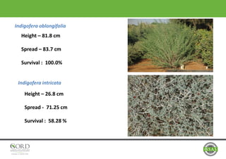 Indigofera oblongifolia
Indigofera intricata
Height – 81.8 cm
Spread – 83.7 cm
Survival : 100.0%
Height – 26.8 cm
Spread - 71.25 cm
Survival : 58.28 %
 