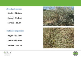 Rhynchosia species
Crotalaria aegyptiaca
Height – 82.5 cm
Spread – 91.5 cm
Survival : 88.0%
Height – 52.6 cm
Spread – 64.6 cm
Survival : 100.0%
 