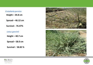 Crotalaria persica
Lotus garcinii
Height – 34.8 cm
Spread – 46.12 cm
Survival : 76.47%
Height – 40.7 cm
Spread – 58.0 cm
Survival : 58.82 %
 