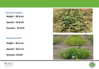 Taverniera glabra
Iphiona aucheri
Height – 34.8 cm
Spread – 55.8 cm
Survival : 76.47%
Height – 36.6 cm
Spread – 63.4 cm
Survival : 65.0%
 