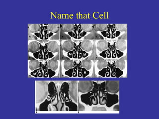 Name that Cell 