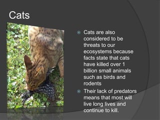 Cats
 Cats are also
considered to be
threats to our
ecosystems because
facts state that cats
have killed over 1
billion small animals
such as birds and
rodents
 Their lack of predators
means that most will
live long lives and
continue to kill.
 