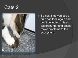 Cats 2
 So next time you see a
cute cat, look again and
don't be fooled. It is an
expert hunter and poses
major problems to the
ecosystem.
 