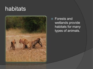 habitats
 Forests and
wetlands provide
habitats for many
types of animals.
 