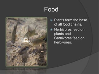Food
 Plants form the base
of all food chains.
 Herbivores feed on
plants and
Carnivores feed on
herbivores.
 