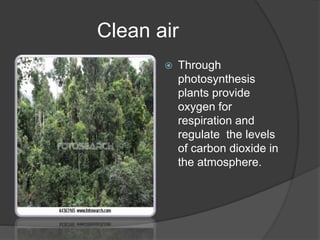 Clean air
 Through
photosynthesis
plants provide
oxygen for
respiration and
regulate the levels
of carbon dioxide in
the atmosphere.
 