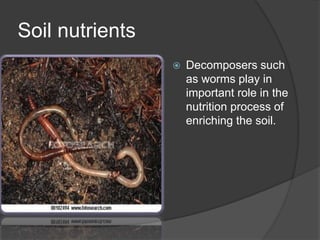 Soil nutrients
 Decomposers such
as worms play in
important role in the
nutrition process of
enriching the soil.
 