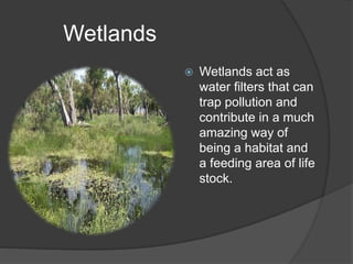 Wetlands
 Wetlands act as
water filters that can
trap pollution and
contribute in a much
amazing way of
being a habitat and
a feeding area of life
stock.
 