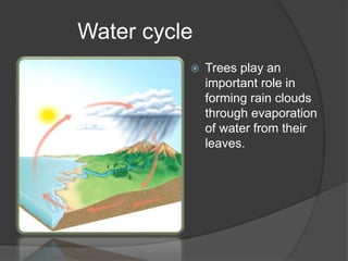 Water cycle
 Trees play an
important role in
forming rain clouds
through evaporation
of water from their
leaves.
 