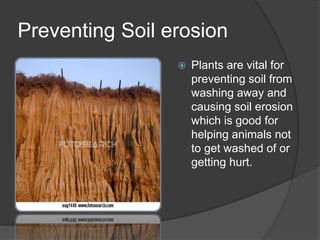 Preventing Soil erosion
 Plants are vital for
preventing soil from
washing away and
causing soil erosion
which is good for
helping animals not
to get washed of or
getting hurt.
 