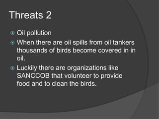 Threats 2
 Oil pollution
 When there are oil spills from oil tankers
thousands of birds become covered in in
oil.
 Luckily there are organizations like
SANCCOB that volunteer to provide
food and to clean the birds.
 